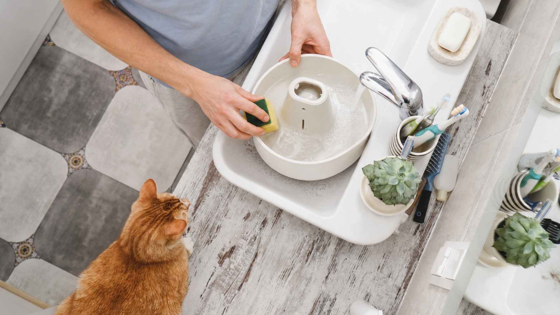 limpiar fuente de agua para gatos